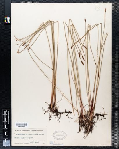 Eleocharis palustris