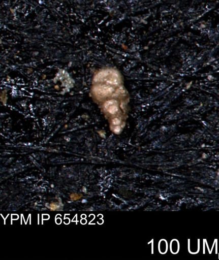 Verneuilinoides kansasensis