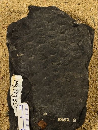 Sigillaria sp.