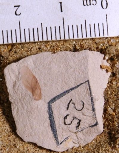Cedrela pteraformis