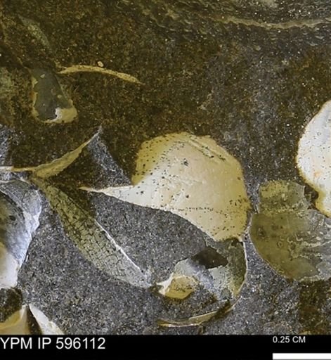undet. Bivalvia