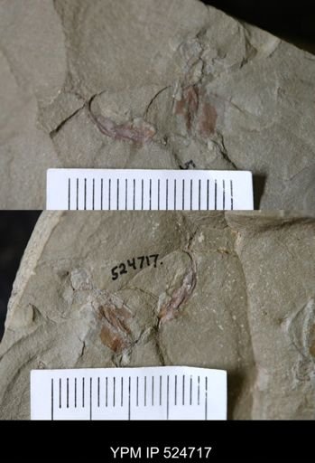undet. Cornuta