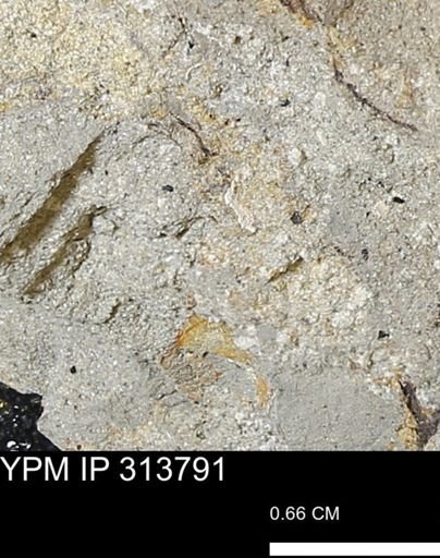 undet. Mollusca