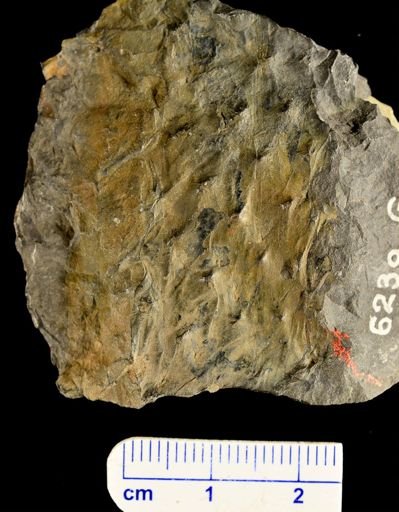 Cyclostigma sp.