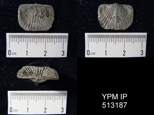 Tropidoleptus carinatus