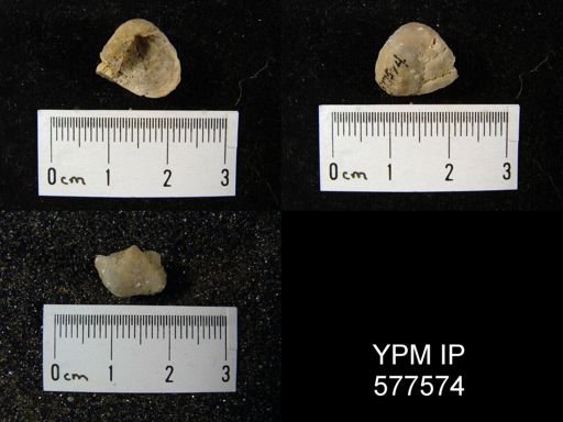 Marginifera cristobalensis