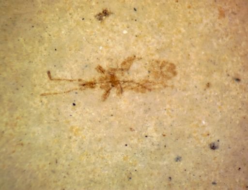 undet. Heteroptera