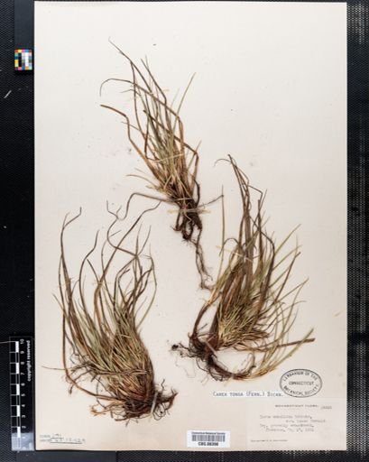 Carex tonsa