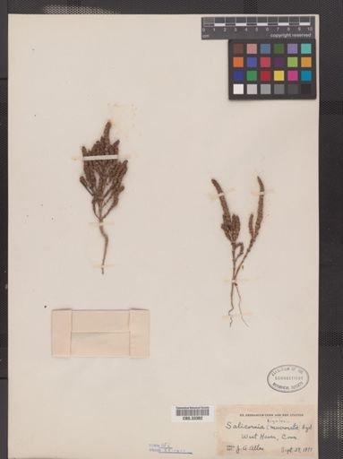 Salicornia bigelovii