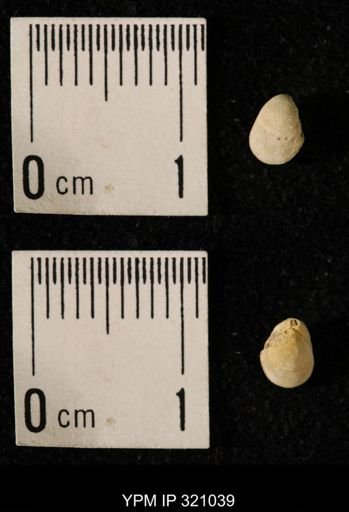 Dielasma elongatum