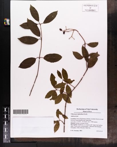 Viburnum triphyllum