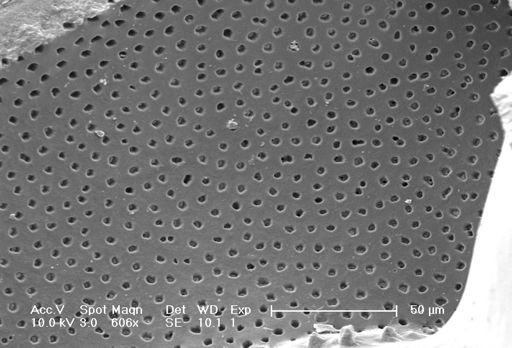 Globorotalia truncatulinoides