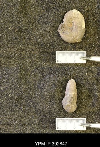 Scaphites sp.
