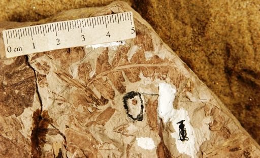 Cladophlebis mesozoica