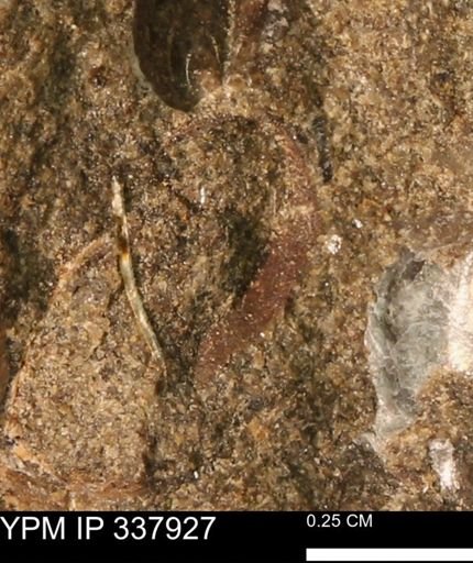 undet. Mollusca