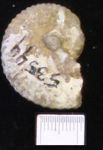 undet. Scaphitidae