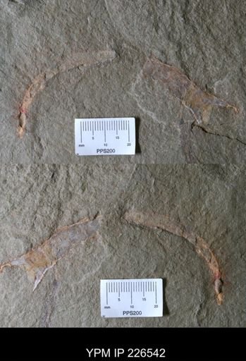 Problematica