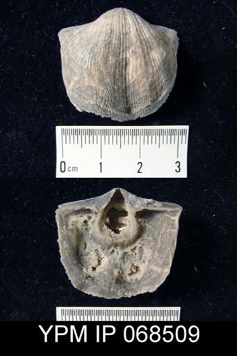 Hebertella sinuata
