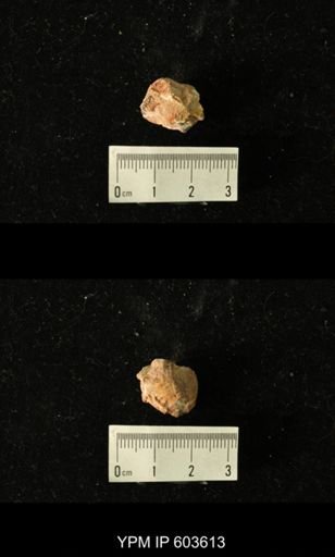 Productus cf. redesdalensis