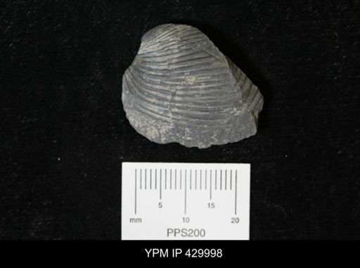 Grammysioidea arcuata
