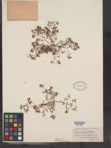 Euphorbia polygonifolia