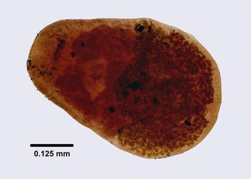 Prosthodendrium naviculum