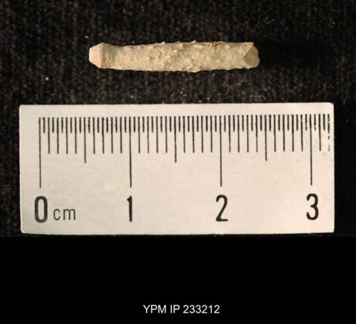 Archaeocidaris sp.