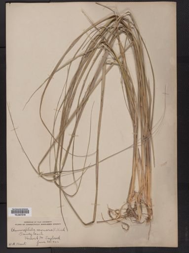 Ammophila breviligulata