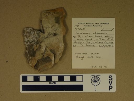 Corosaurus alcovensis