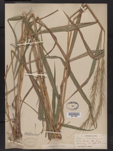 Elymus riparius
