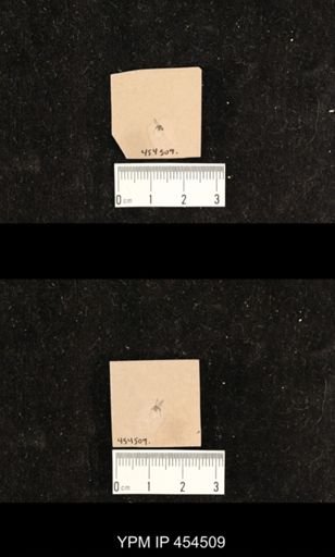 undet. Hymenoptera