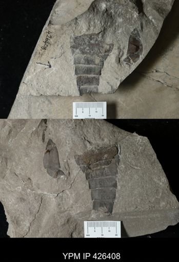 Eurypterus lacustris