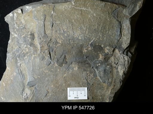 undet. Arthropoda