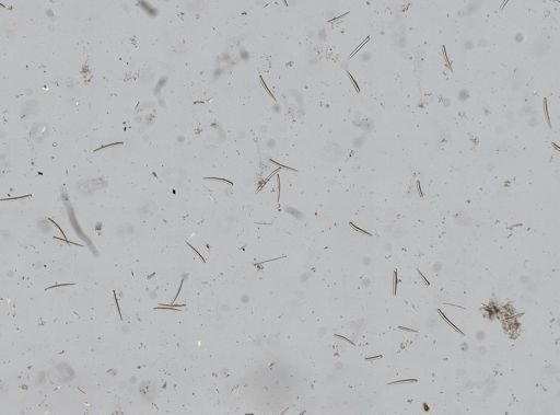 Ophlitaspongia