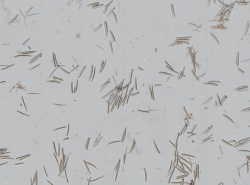 Clathria pennata