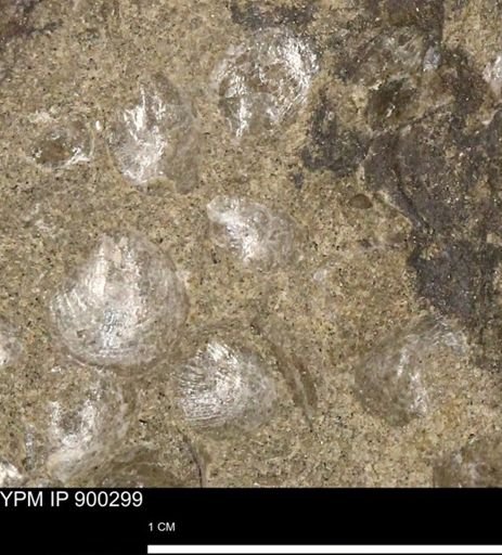 Anomia gryphorhyncha