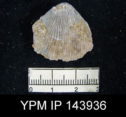 Productus asperulus