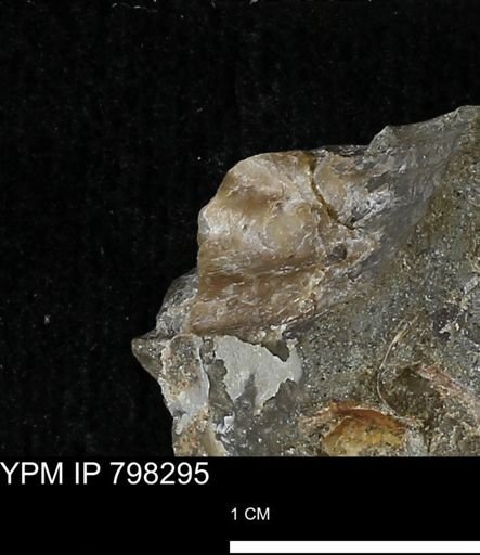 undet. Mollusca