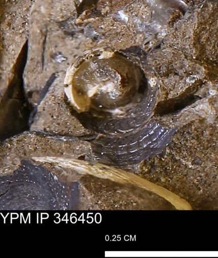 undet. Gastropoda