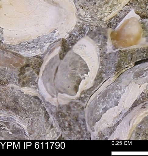 Protocardia sp.