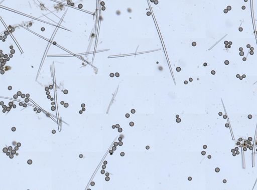 Geodia sp.