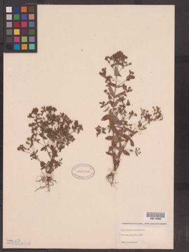 Hypericum mutilum