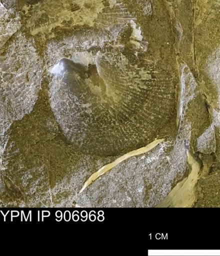 Oxytoma (Hypoxytoma) nebrascana
