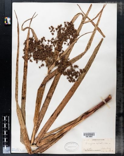 Scirpus sylvaticus