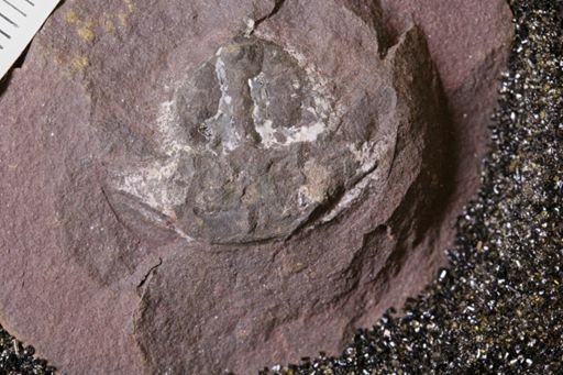 Euproops danae