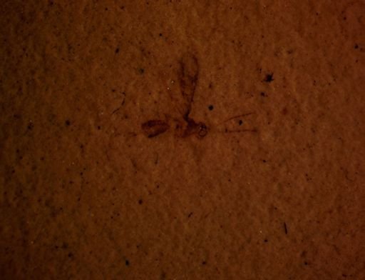 undet. Hymenoptera