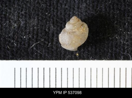 Viviparus montanaensis