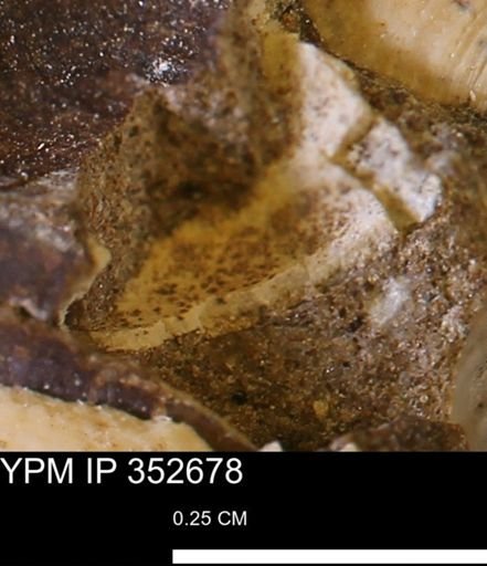 undet. Mollusca