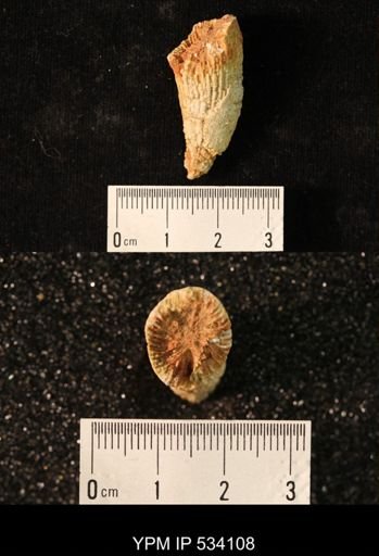 undet. Rugosa