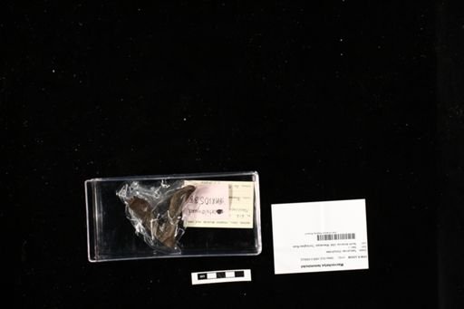 Macrochelys temminckii